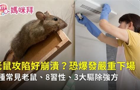 老鼠來家裡|家裡有老鼠不用怕!3步驟讓老鼠遠離你家